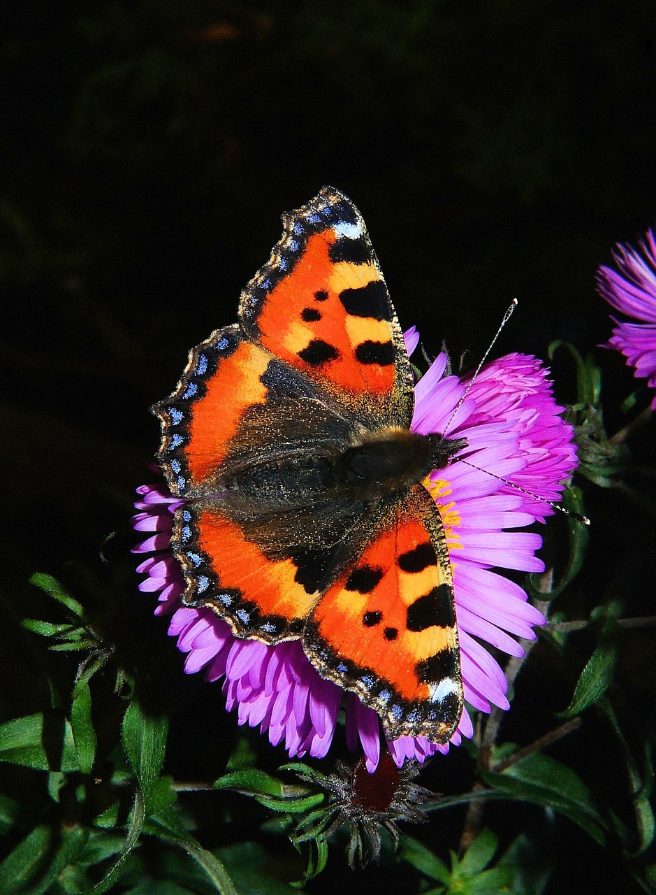 Image - butterfly little fox butterflies