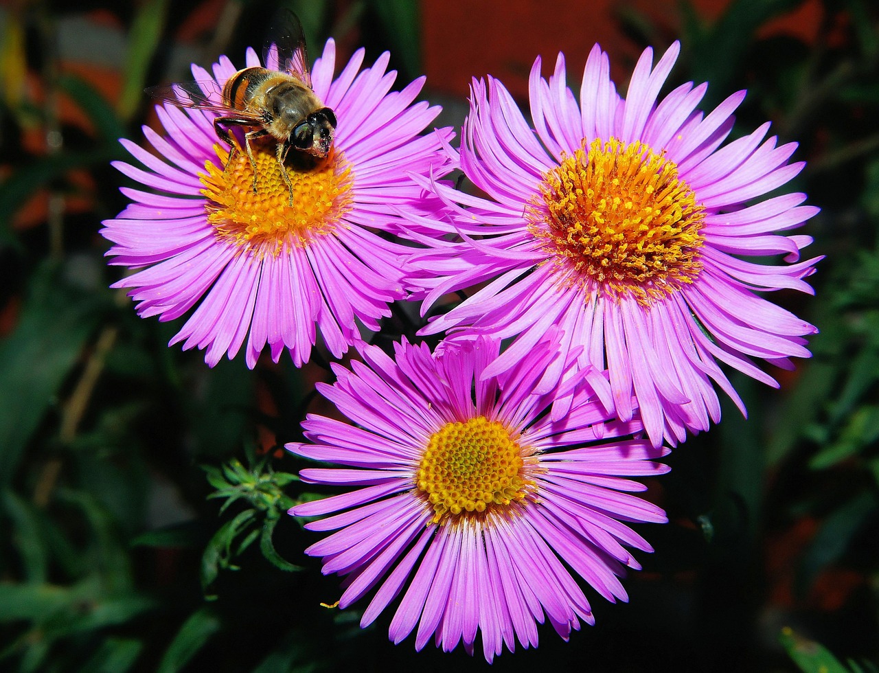 Image - flowers purple plant nature close