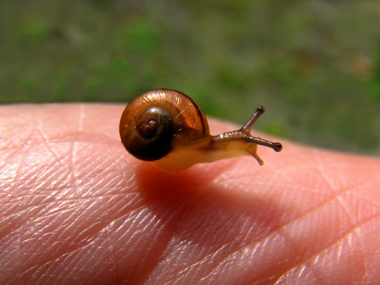 Image - snail hand small baby shell skin