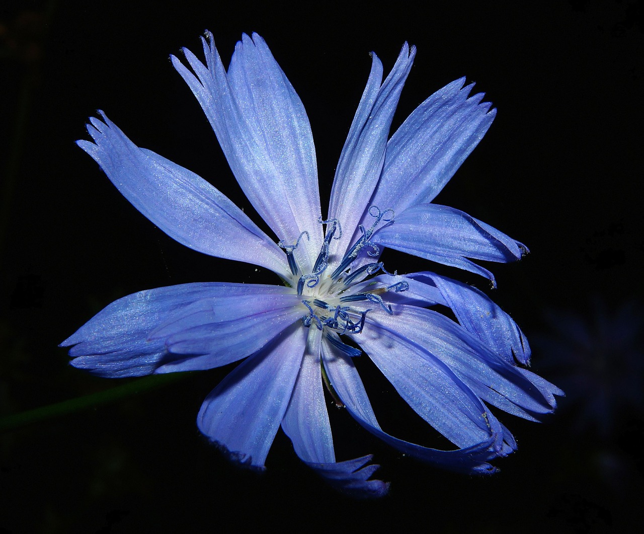 Image - chicory flower blossom bloom blue