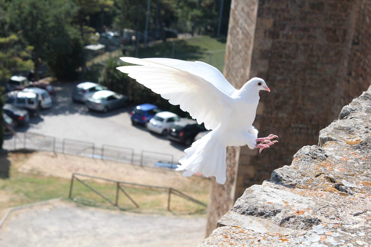 Image - bird dove of peace dove peace