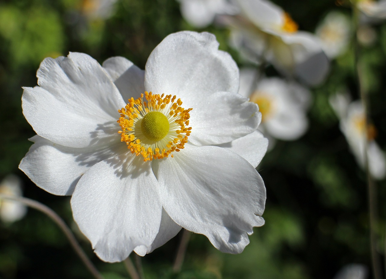 Image - fall anemone white flower