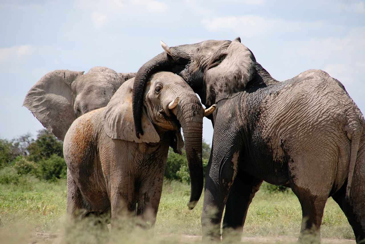 Image - africa elephant words animal