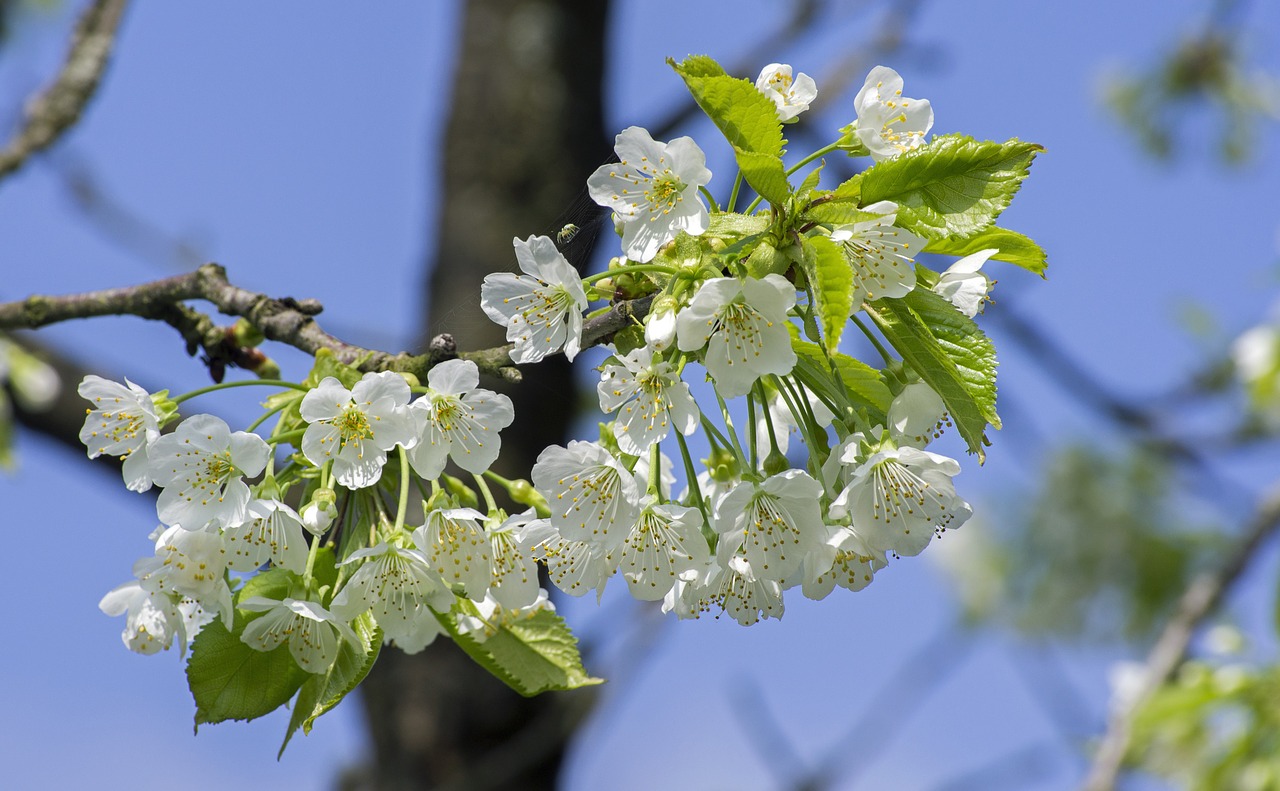 Image - cherry blossom blossom bloom spring