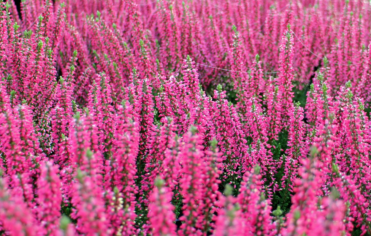 Image - heather erika autumn flower bloom