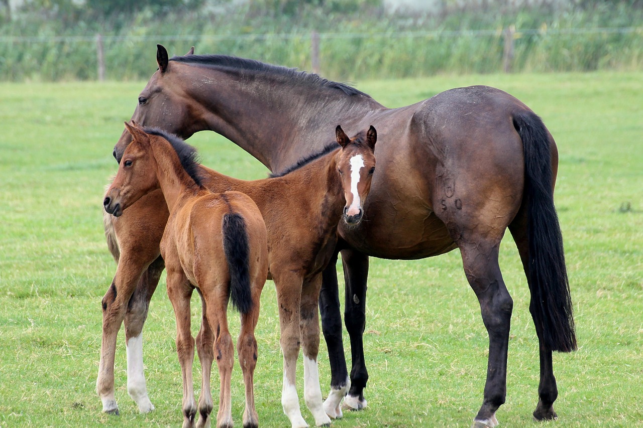 Image - foal horses animal pasture mammal
