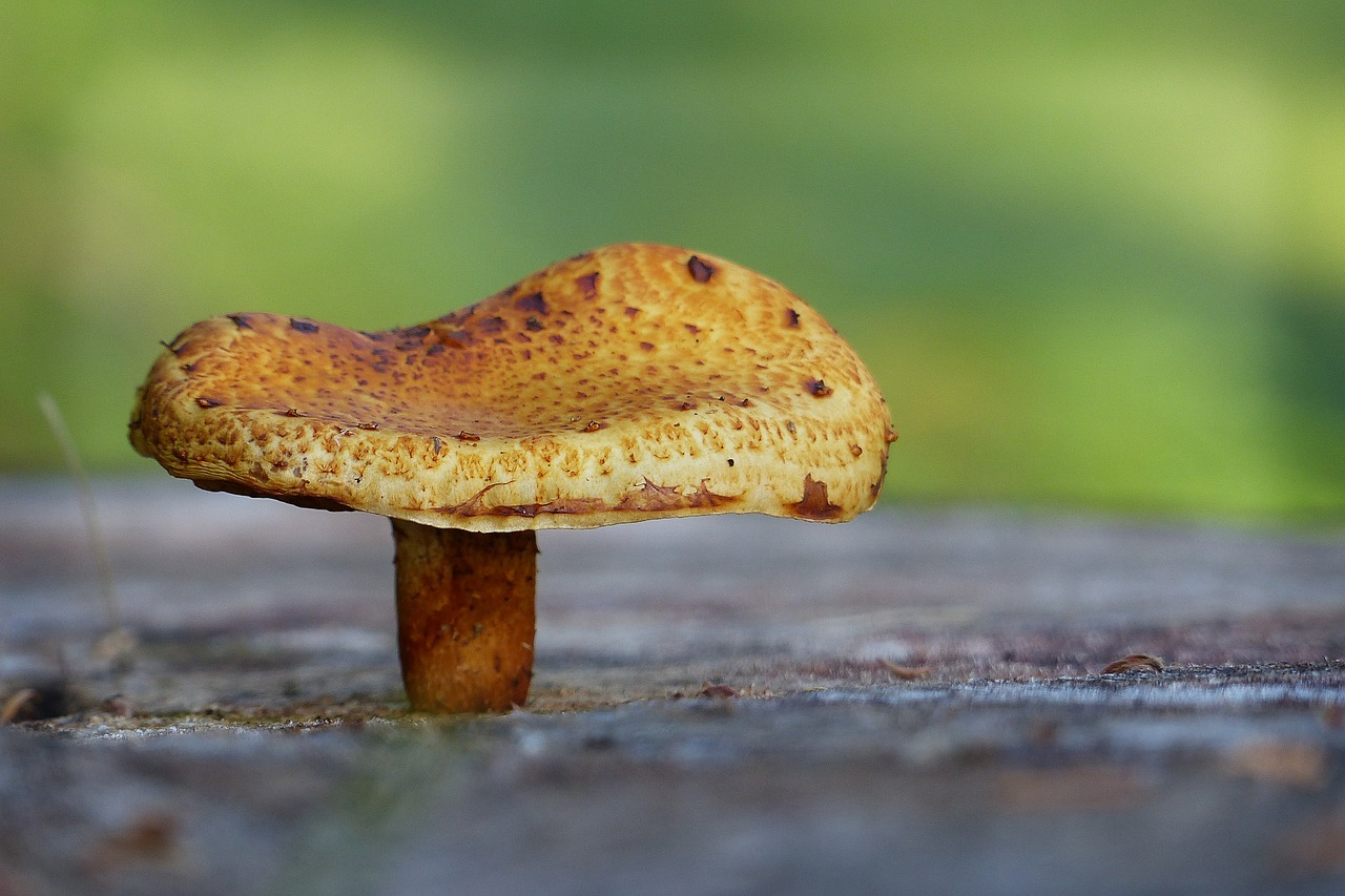 Image - mushroom fungus nature natural