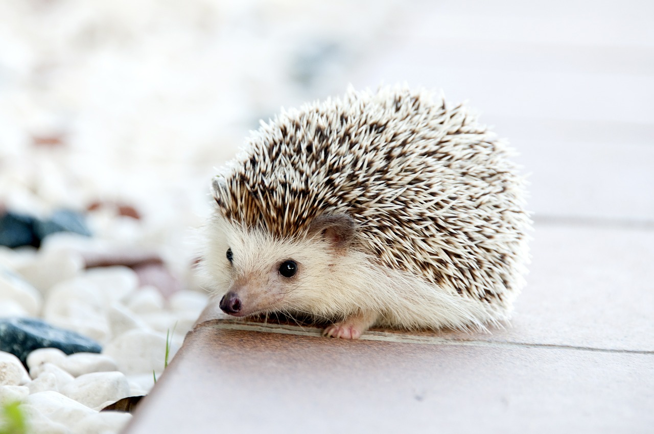 Image - hedgehog animal baby cute small