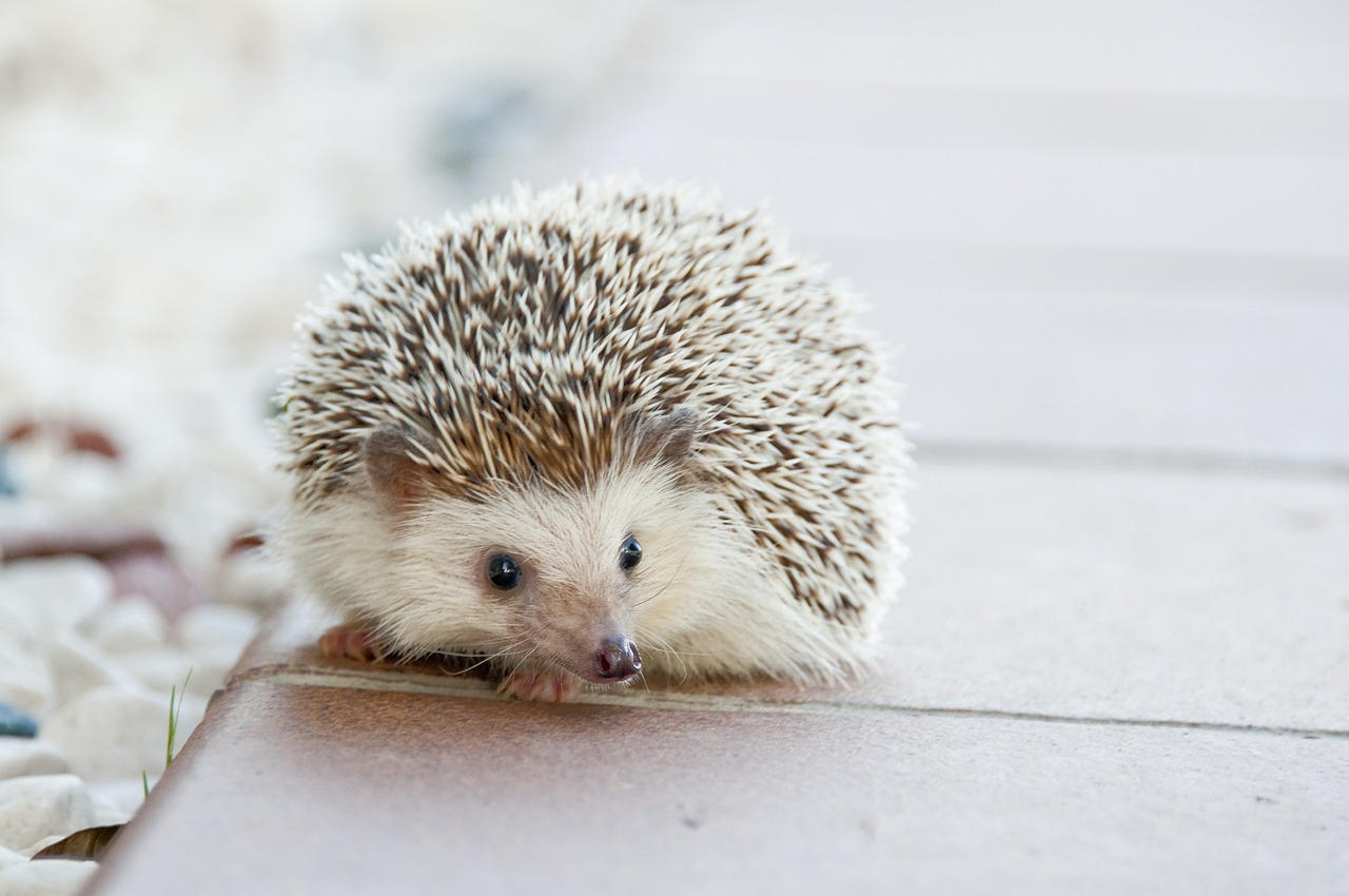 Image - hedgehog animal baby cute small