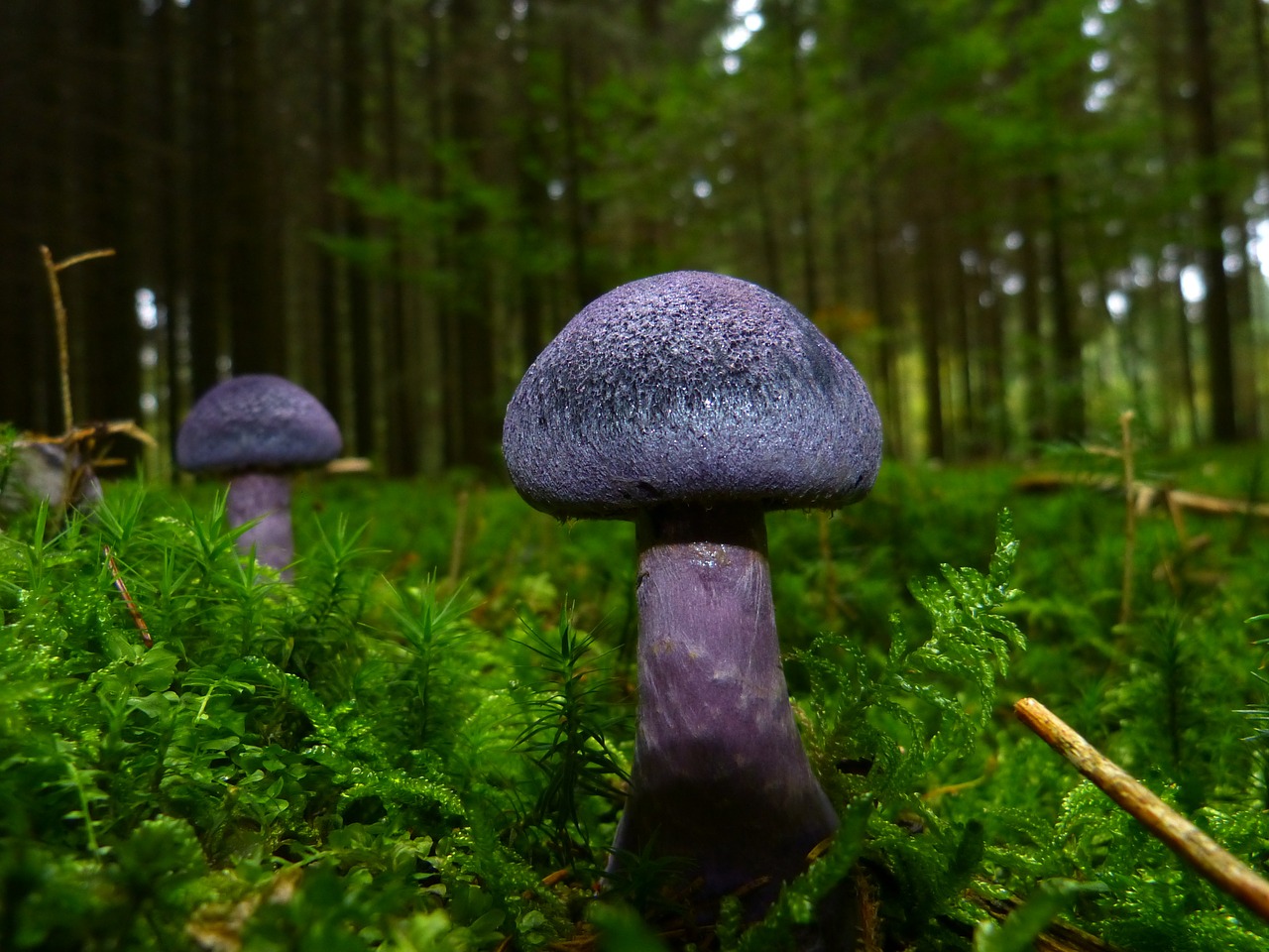 Image - mushroom autumn violet blue