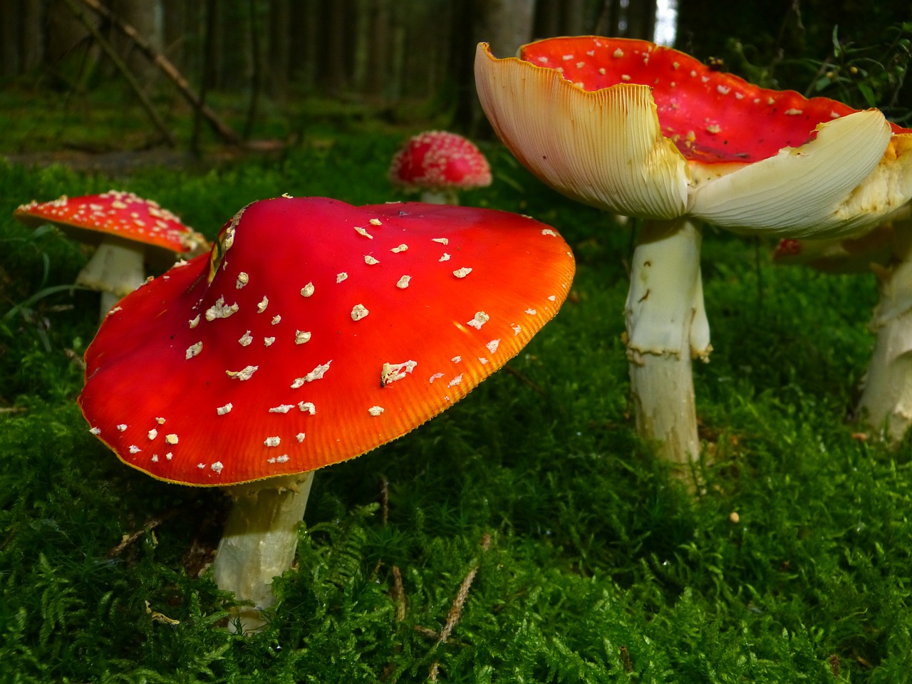 Image - fly agaric mushrooms