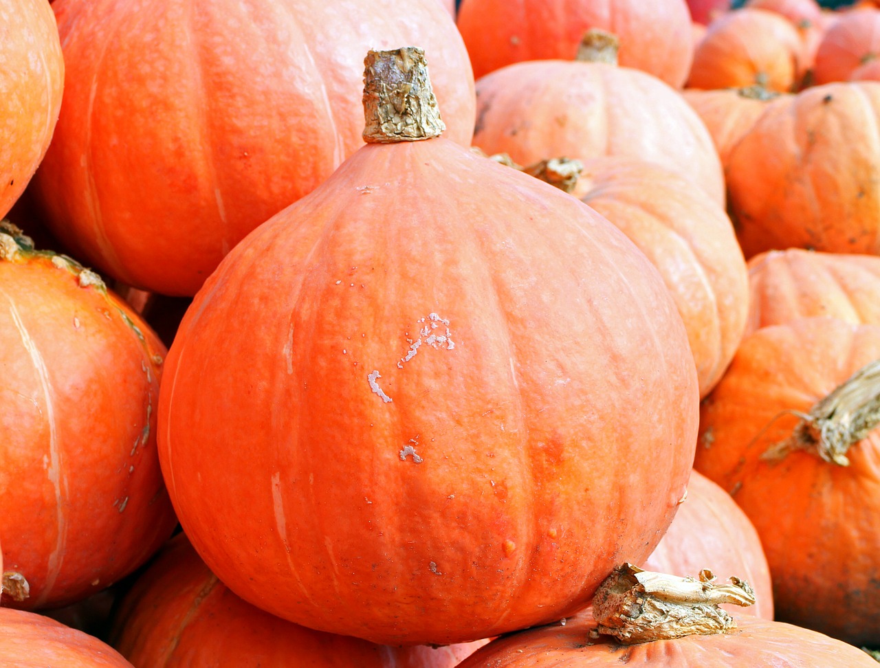 Image - pumpkins hokkaido autumn october