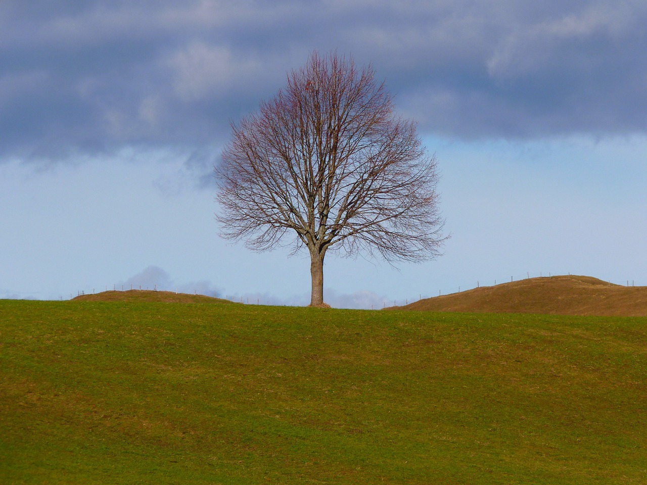 Image - tree individually nature meadow