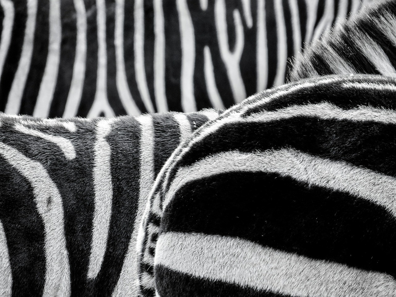 Image - zebra zebra crossing animals