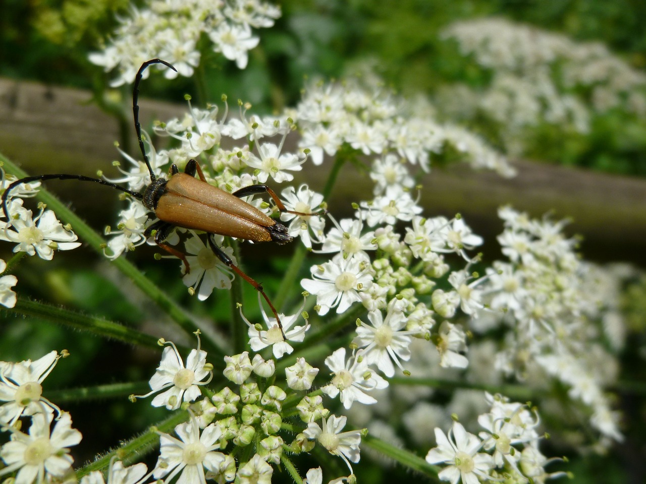 Image - insect beetle