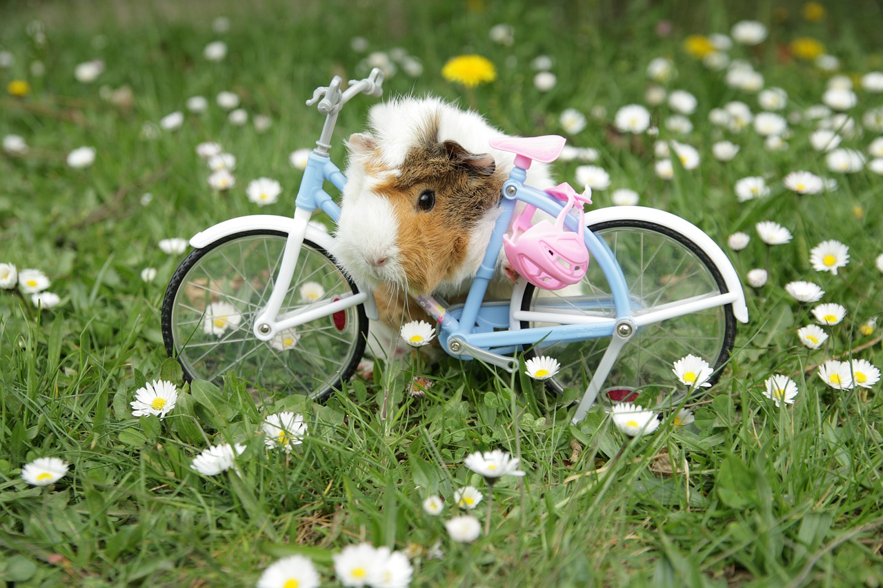 Image - guinea pig animal daisy meadow