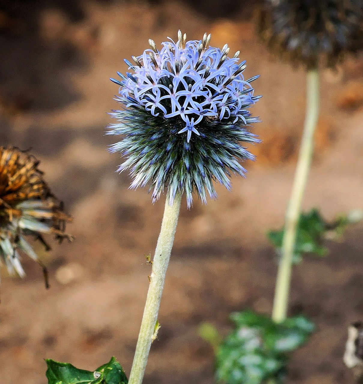 Image - blossom bloom thistle