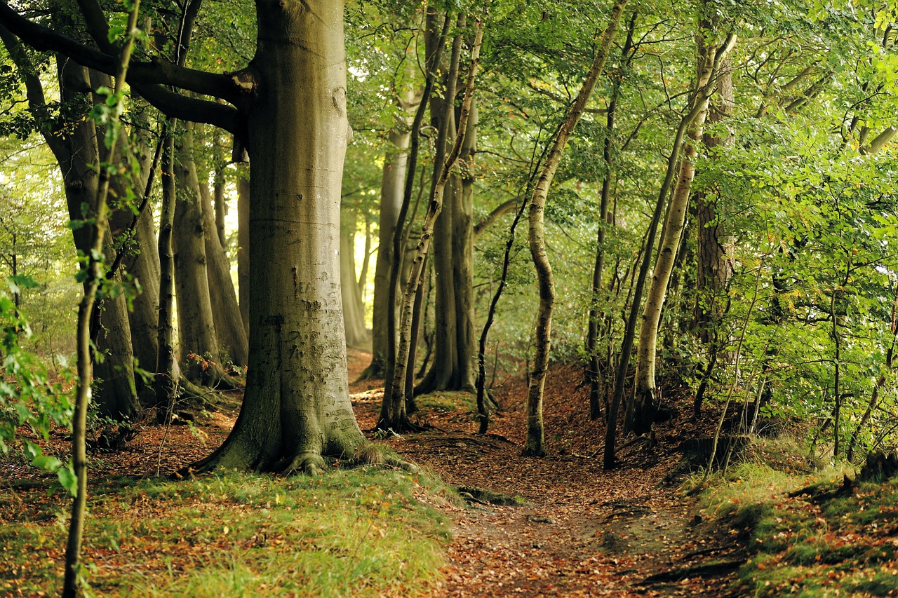 Image - beech tree forest late summer