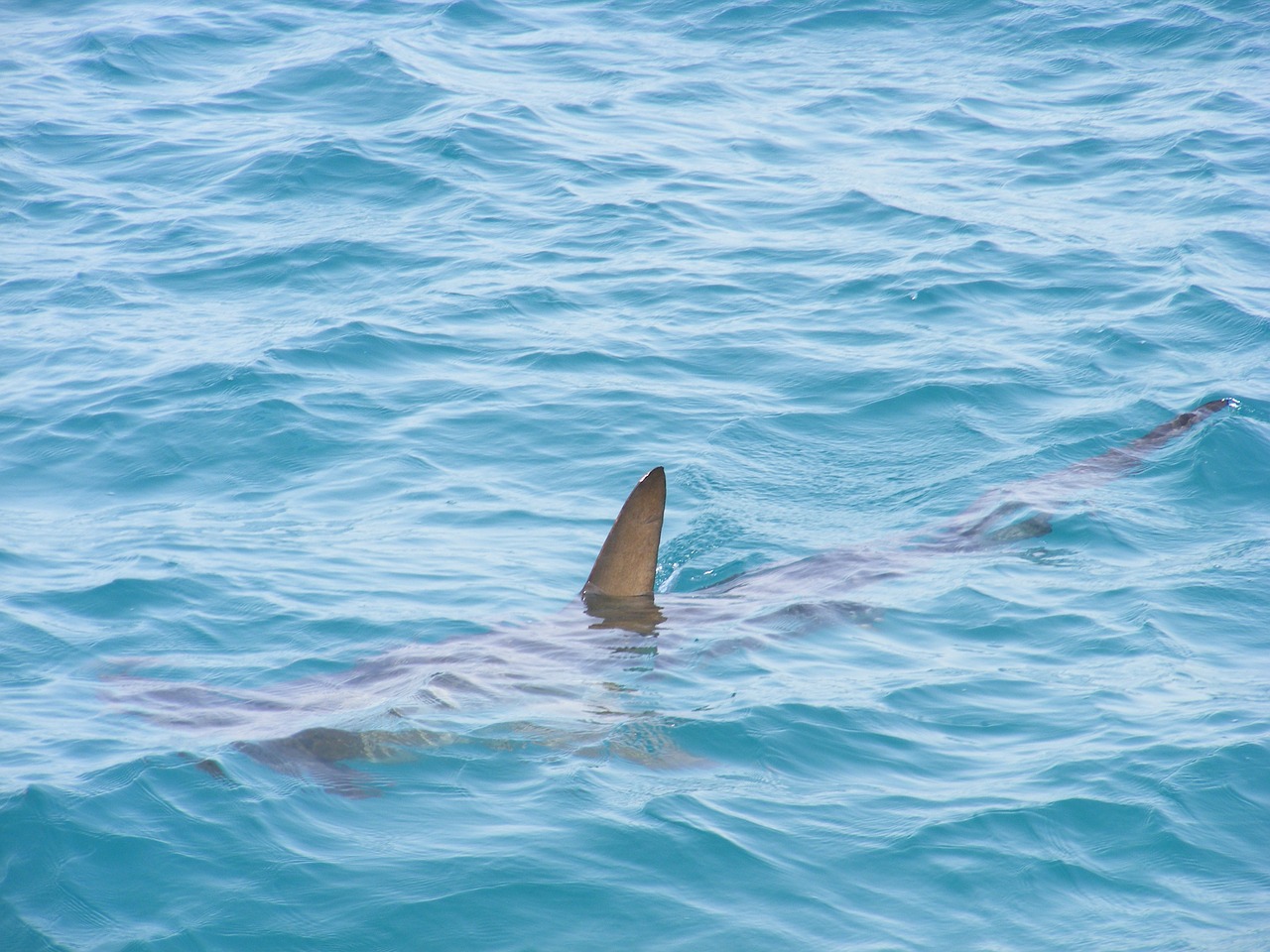 Image - shark fin shark fin sea fish