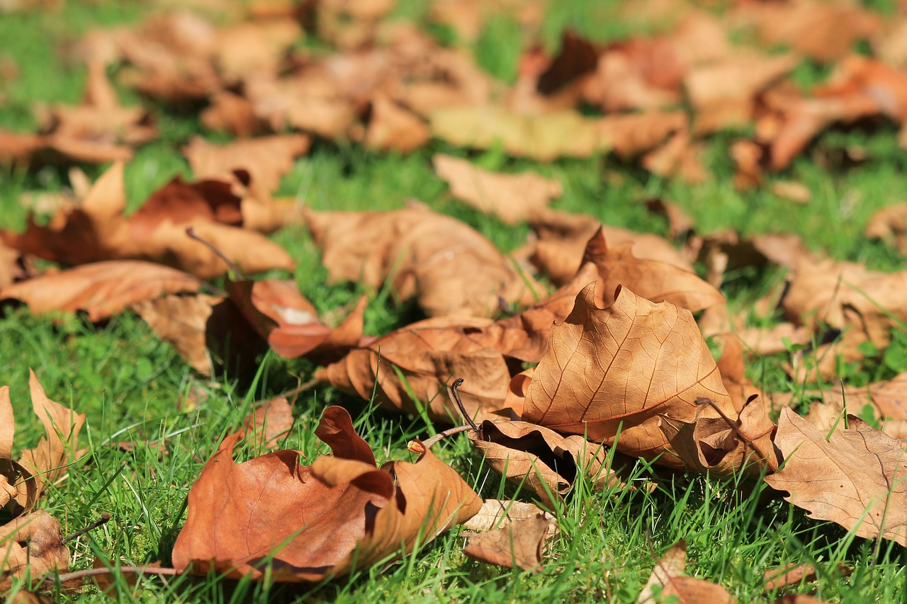 Image - autumn leaves withered