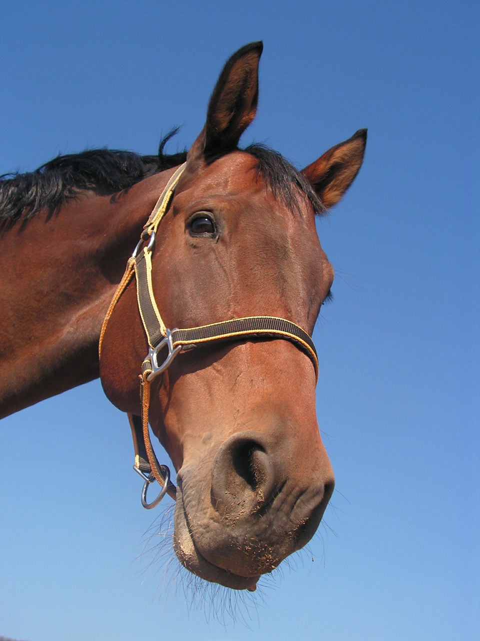 Image - horse portrait head halter nose