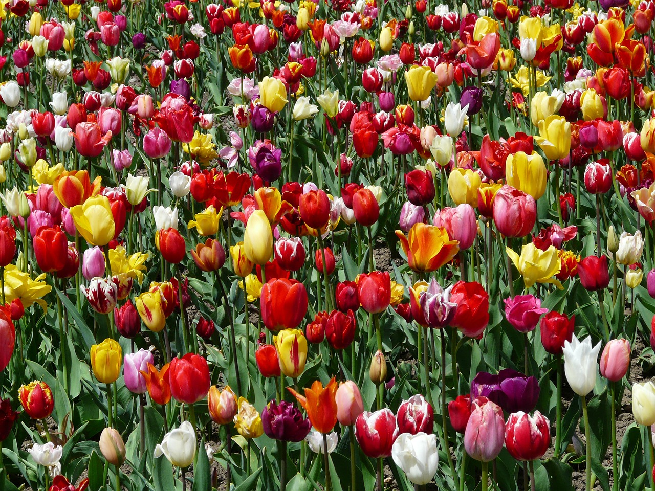 Image - tulpenbluete tulips flowers