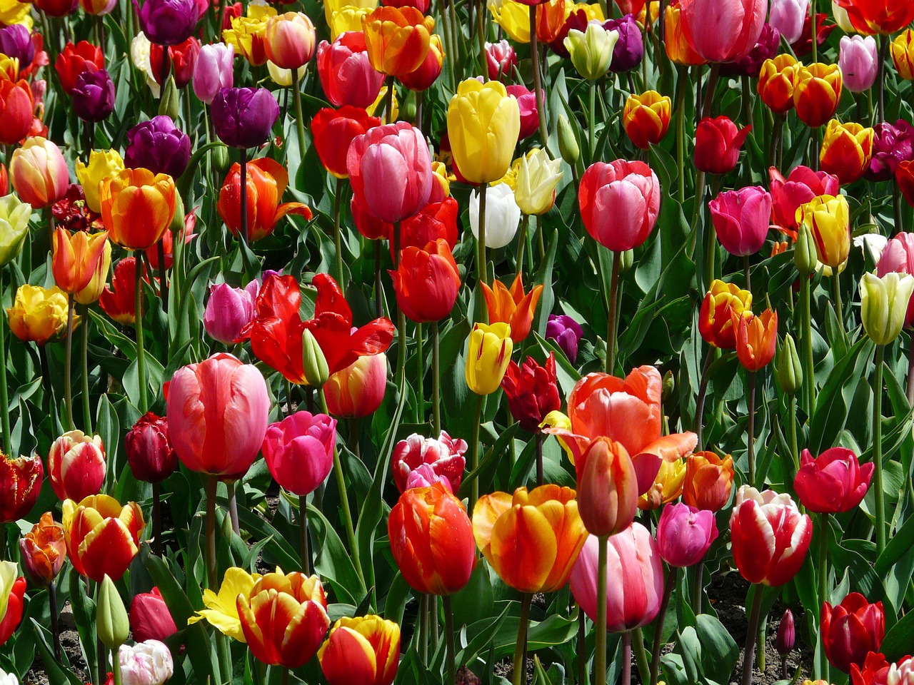 Image - tulips tulpenbluete flowers