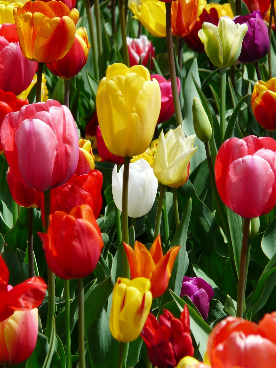 Image - tulip yellow yellow tumor tulips