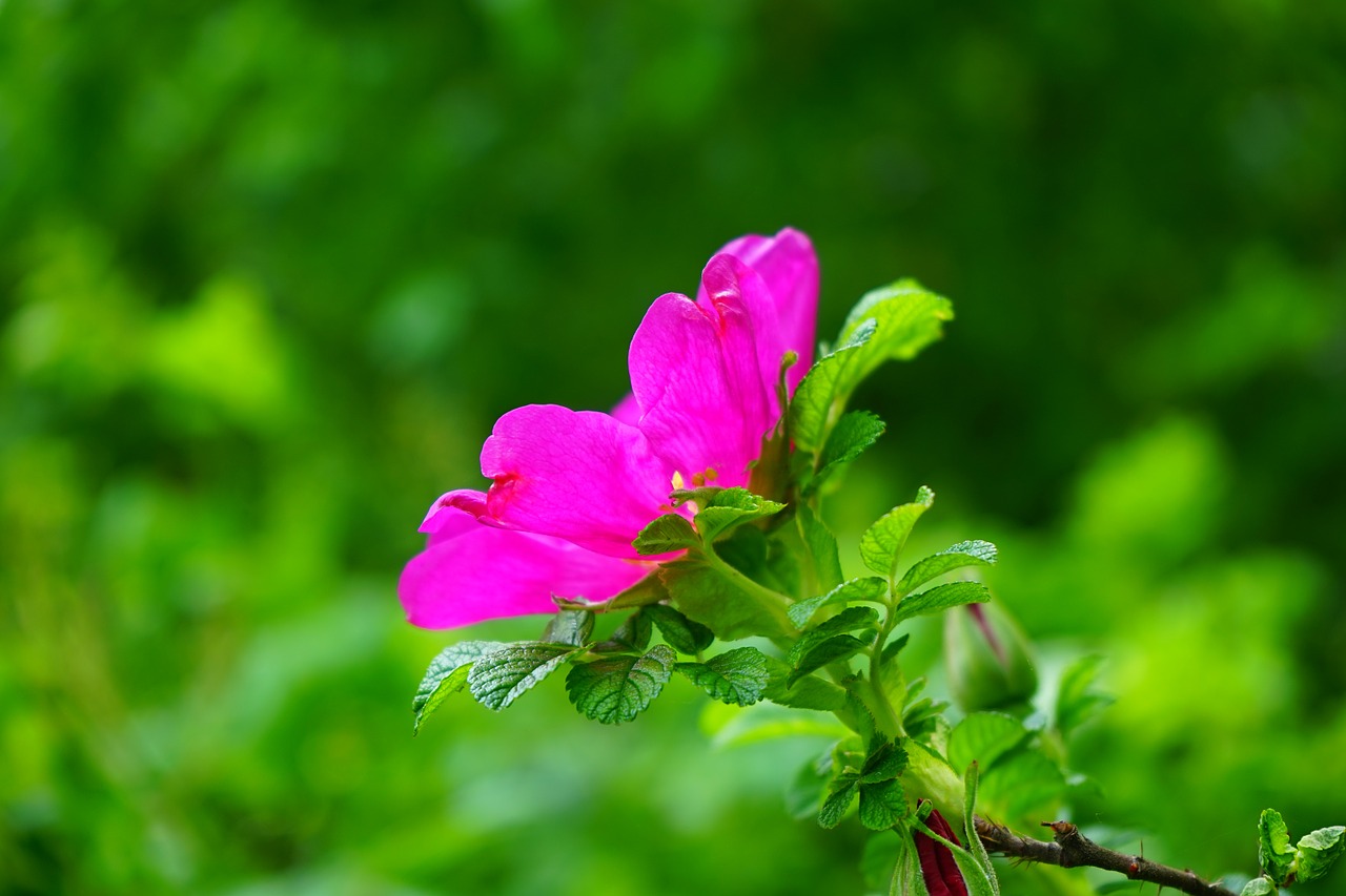 Image - dog rose rose bloom blossom bloom