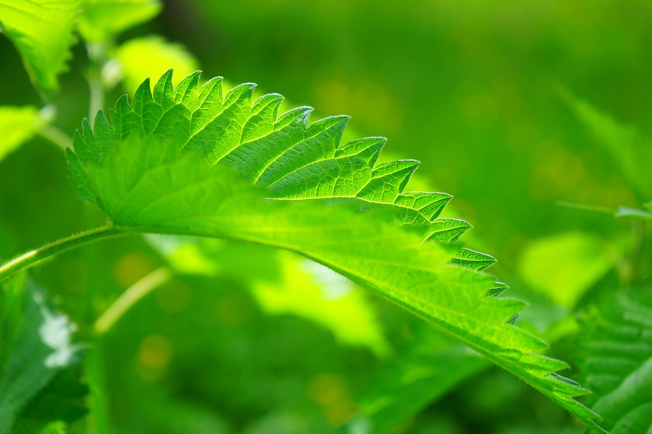 Image - stinging nettle leaves burning hair