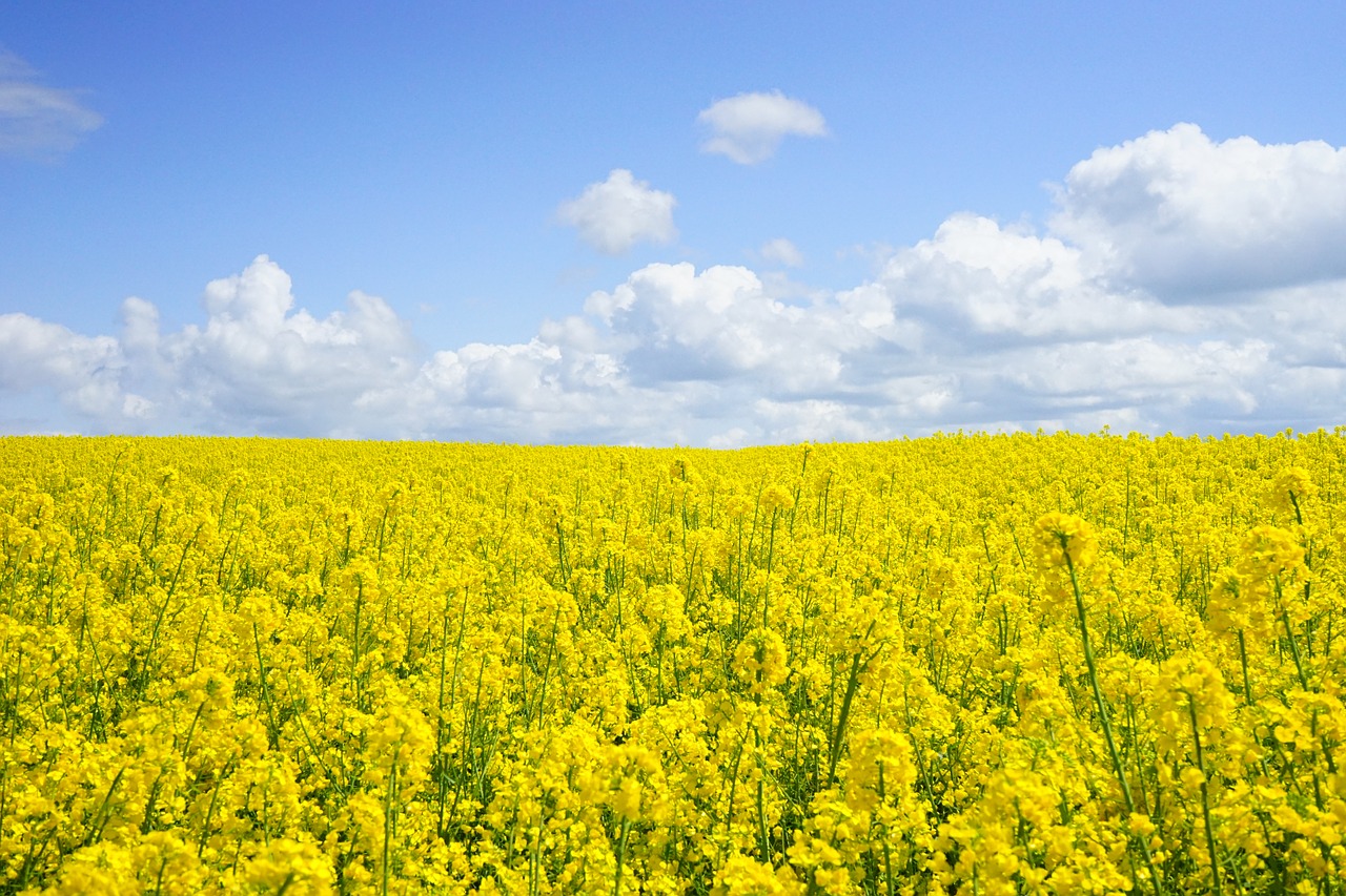 Image - field of rapeseeds oilseed rape