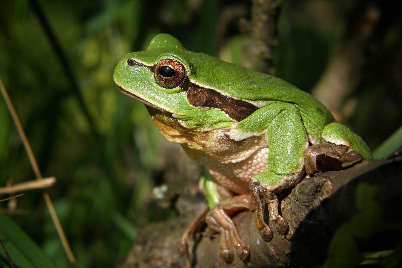 Image - tree frog frog nature macro green