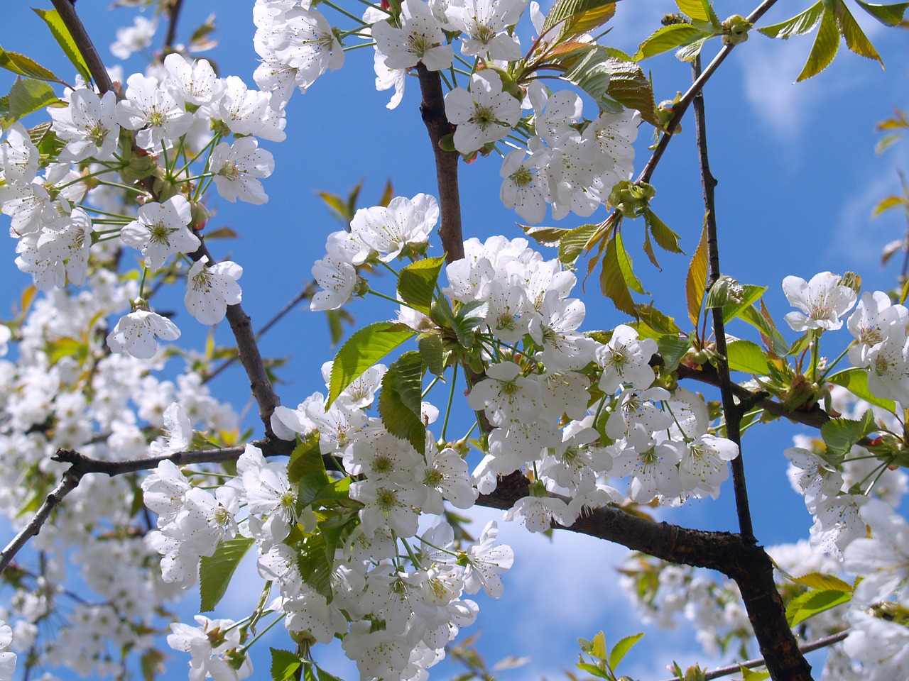 Image - cherry blossom white sky bloom