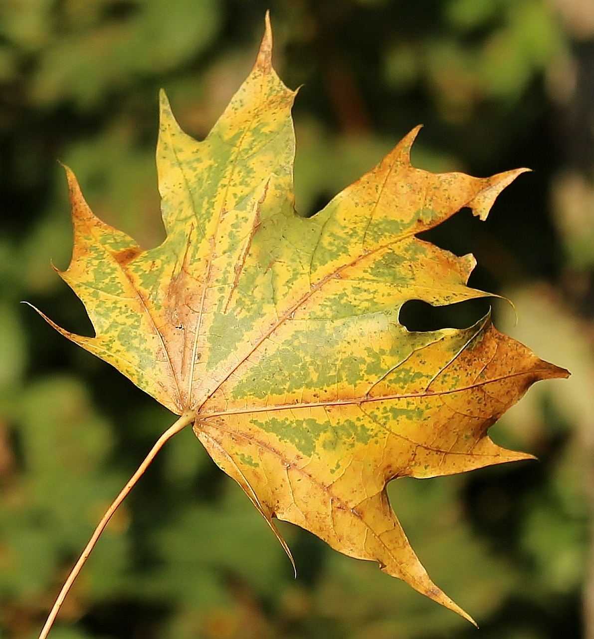 Image - maple leaf leaf autumn fall color