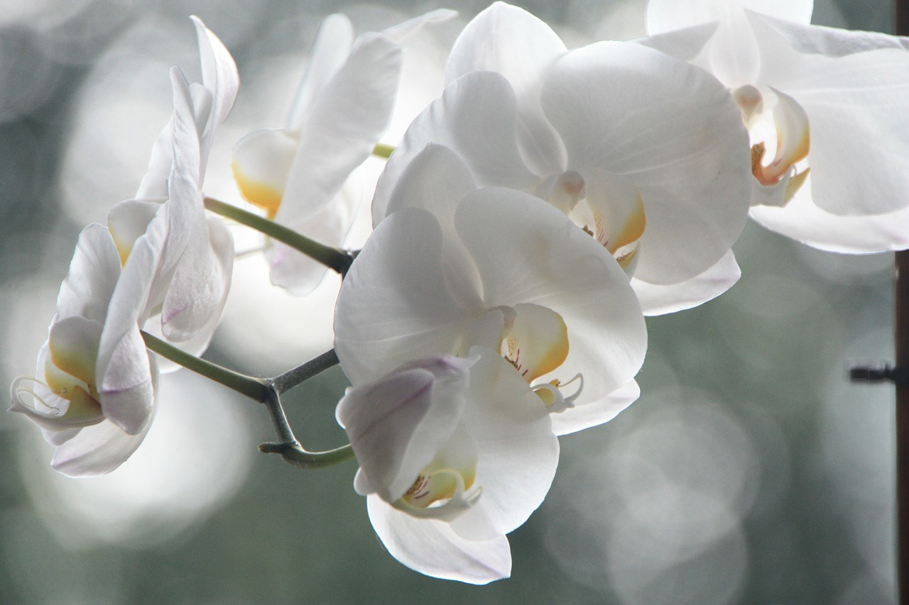 Image - orchid flower blossom bloom white