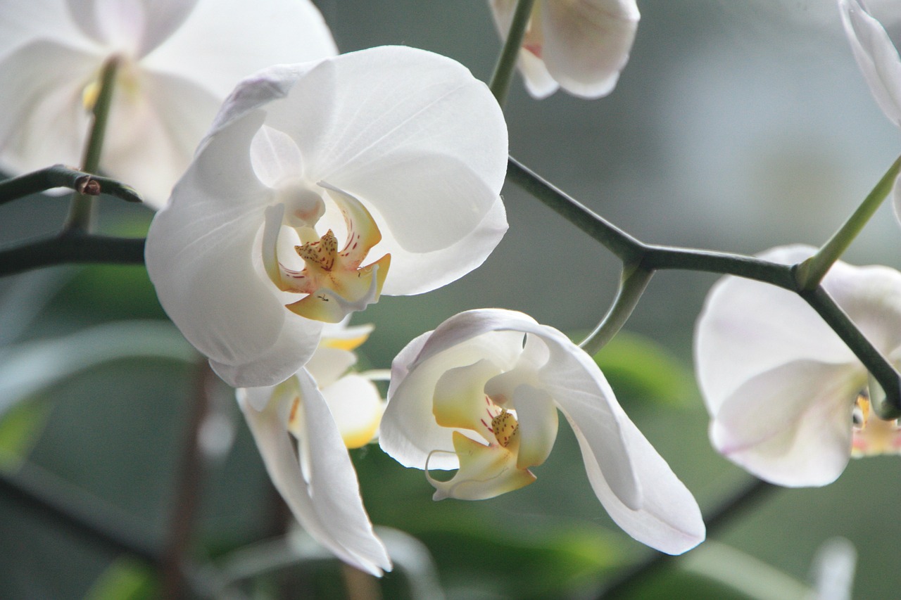 Image - orchid flower blossom bloom white