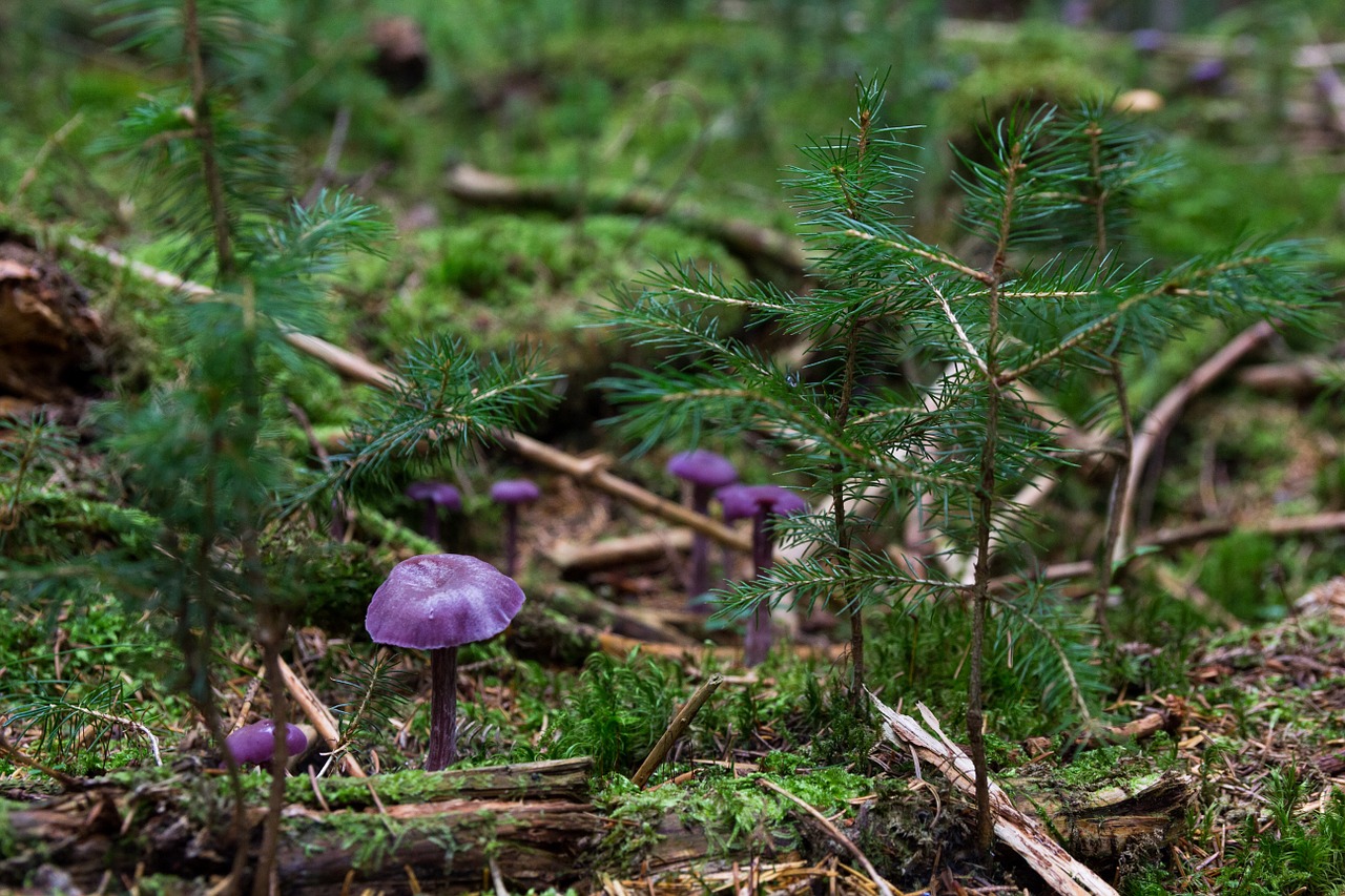 Image - violet laccaria mushroom
