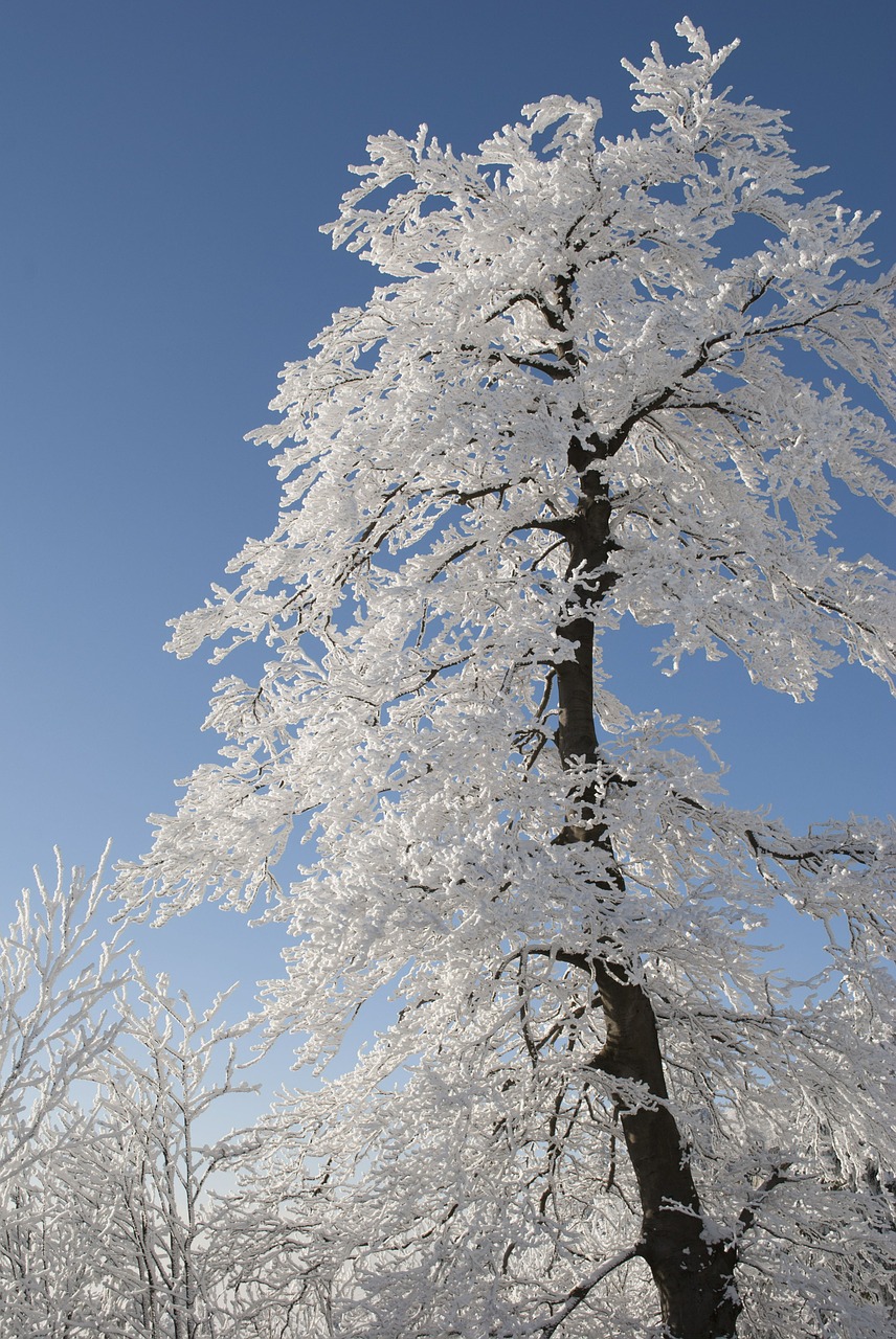 Image - tree winter snow nature white