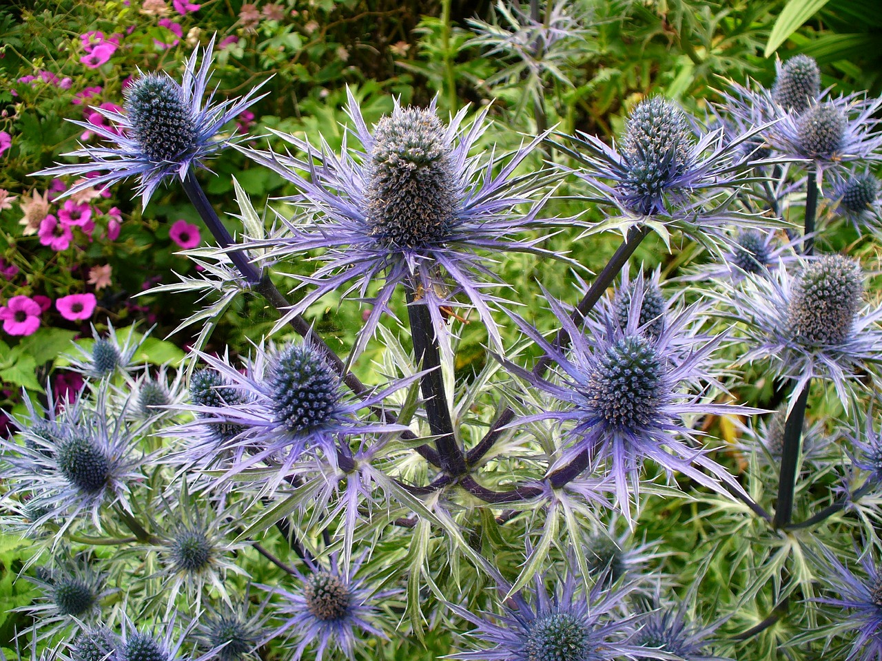 Image - thistle nature plant blue flower