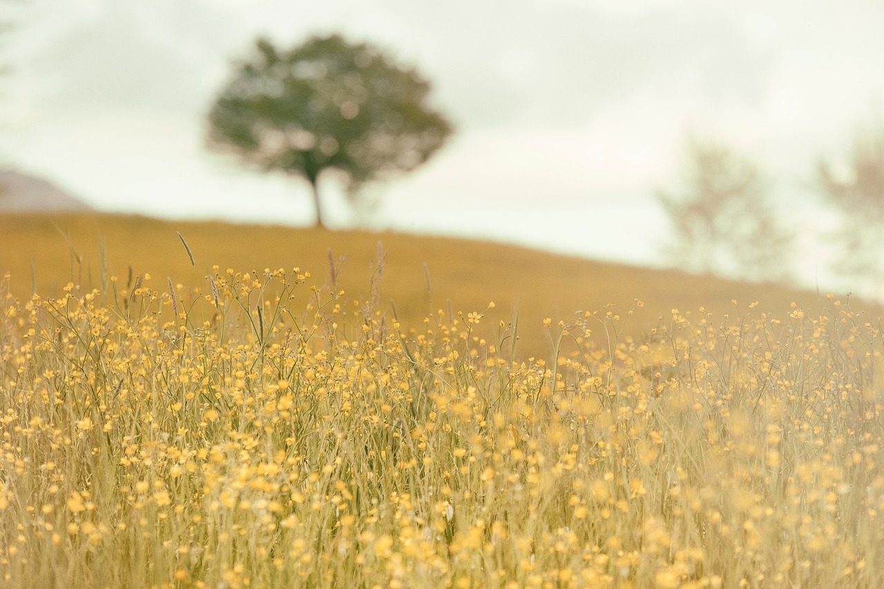 Image - field meadow nature summer tree