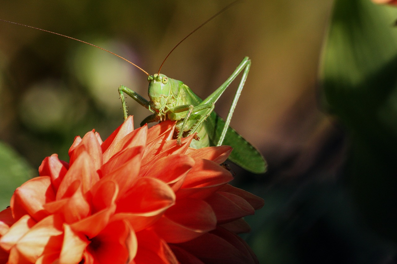 Image - grasshopper insect viridissima