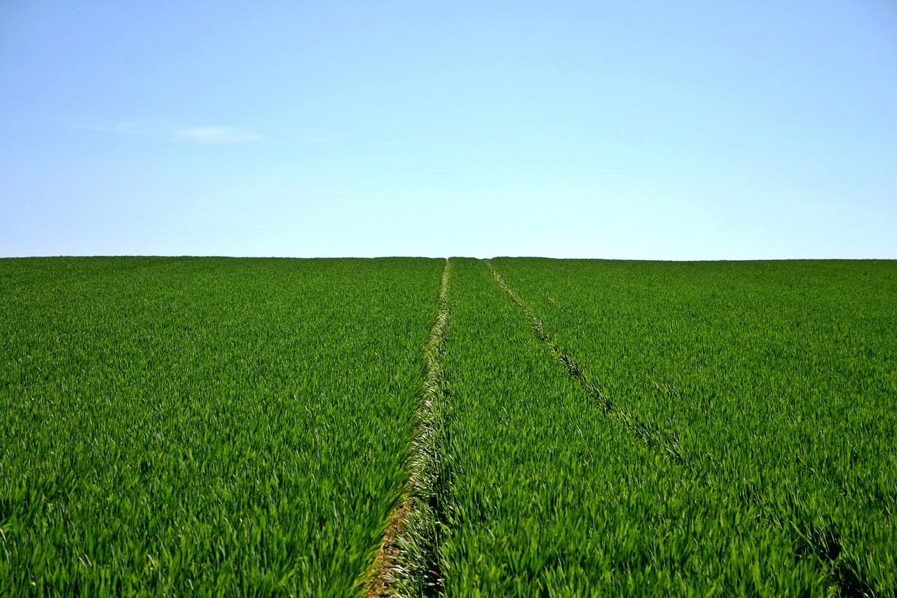 Image - cereals field green sky horizon