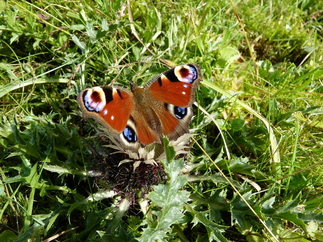 Image - peacock butterfly animal wing