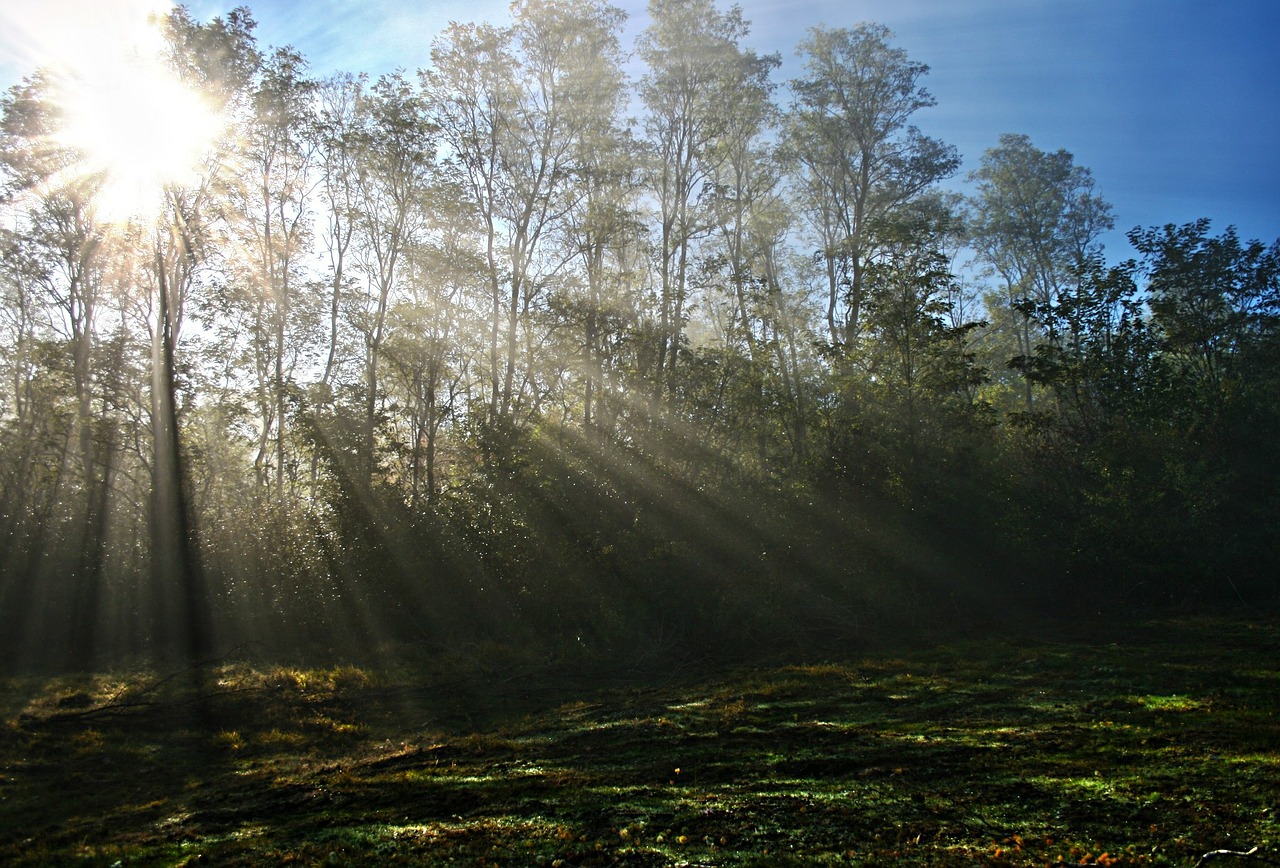 Image - mist sun sunbeams tree fog