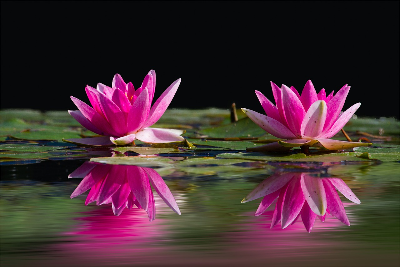 Image - water lilies pink water lake