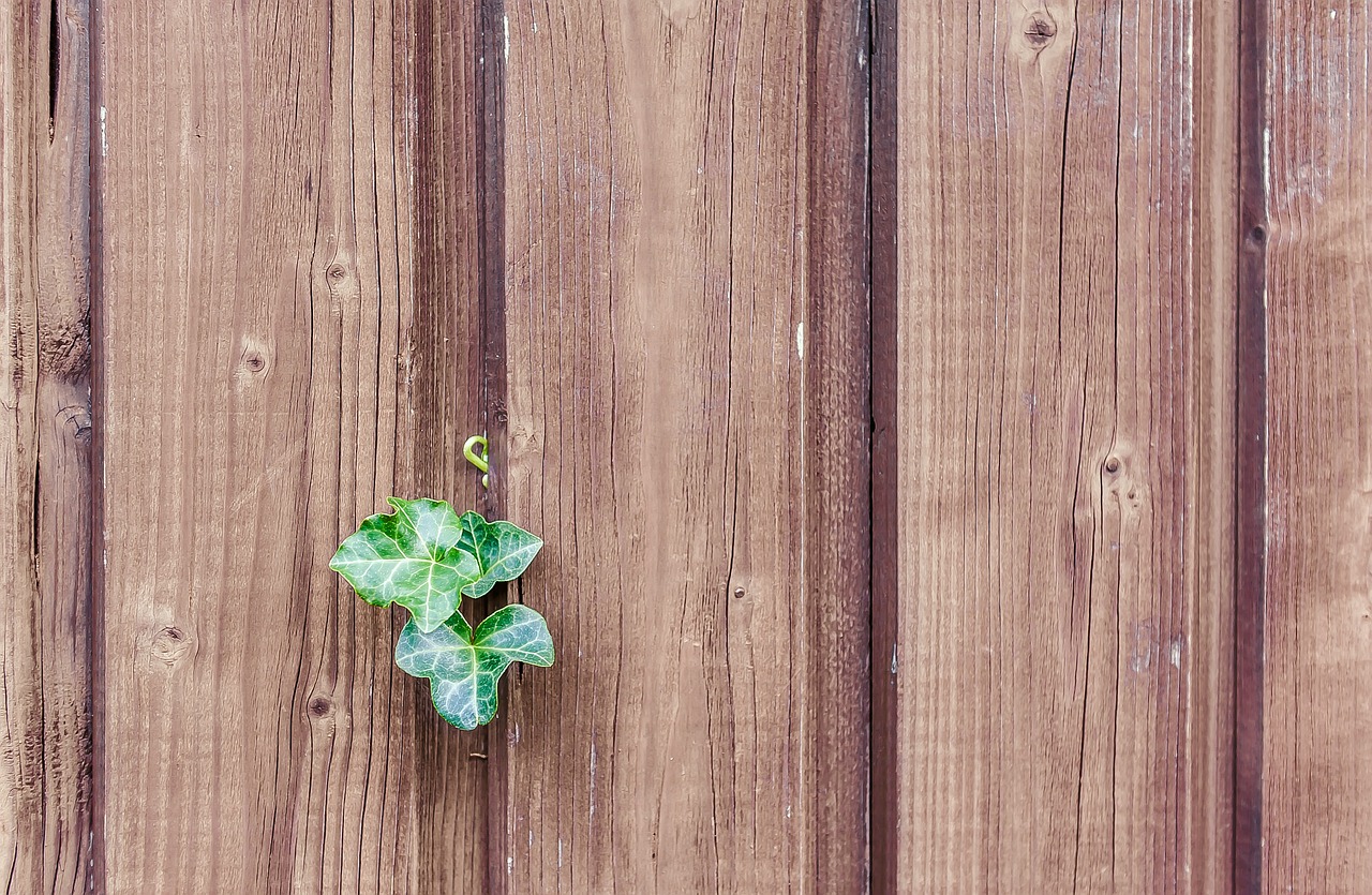 Image - wood ivy wood fence paling boards