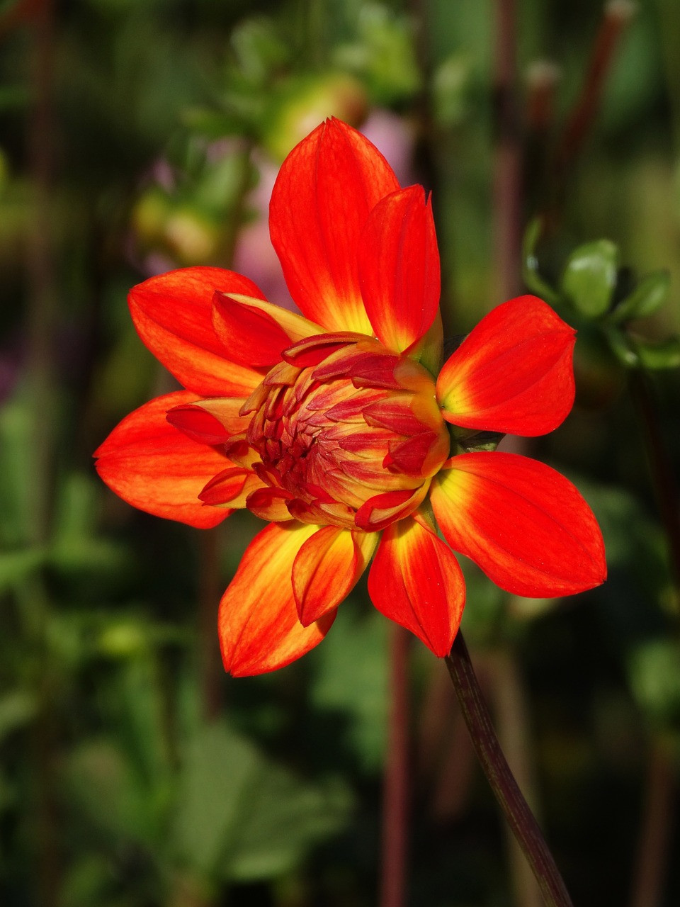 Image - dahlia flower flower blossom red