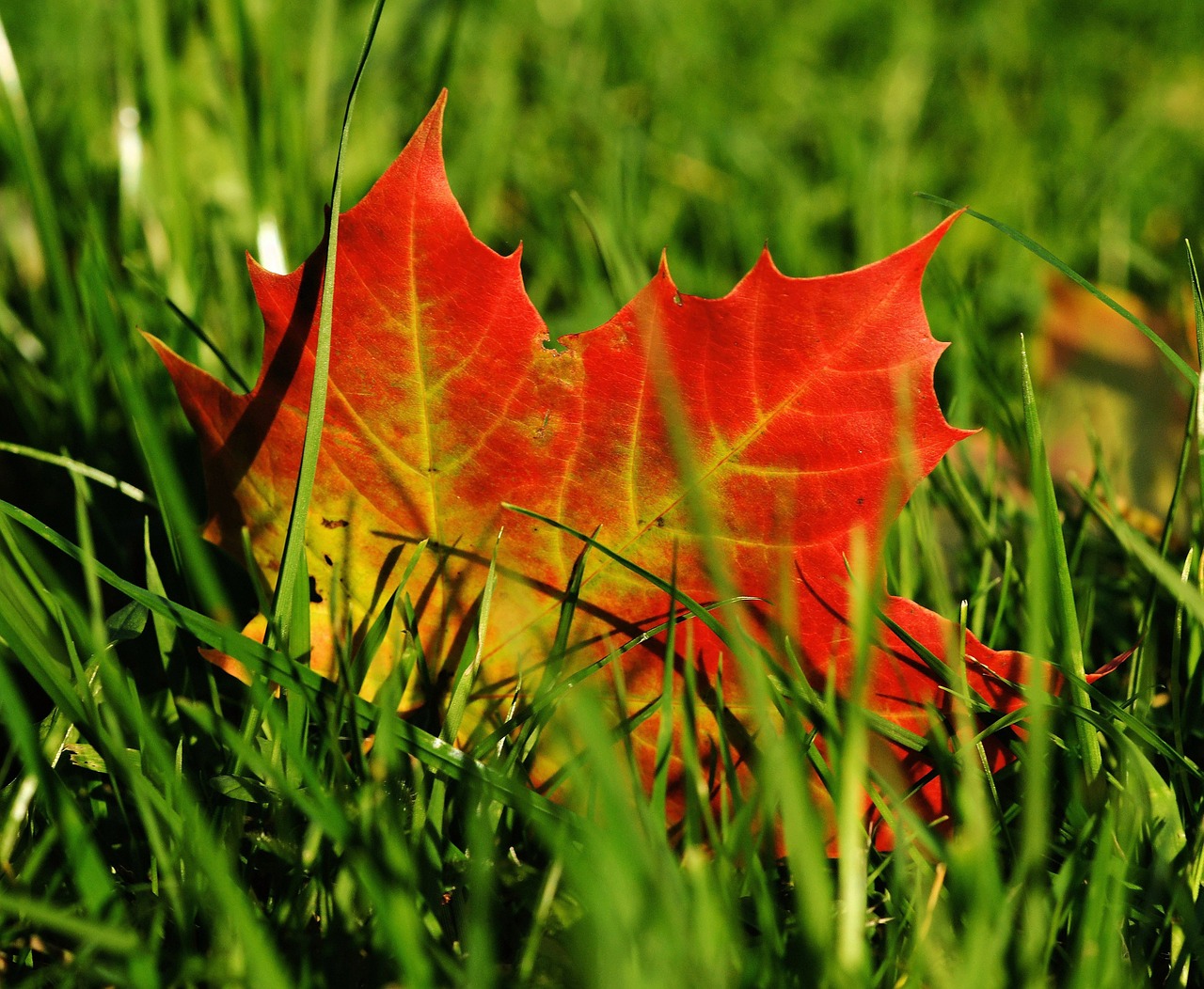 Image - maple maple leaf autumn leaf