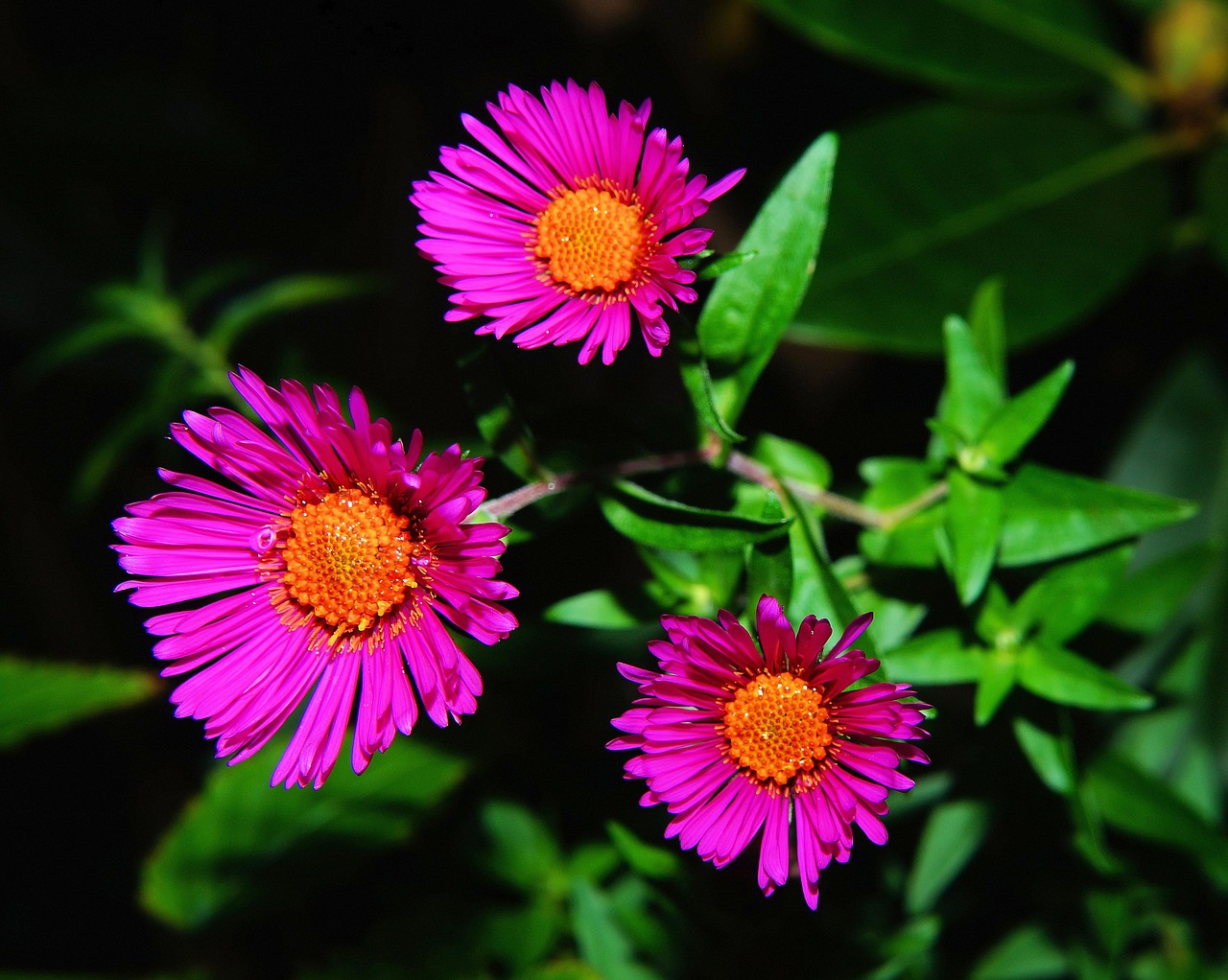 Image - aster herbstaster flower blossom