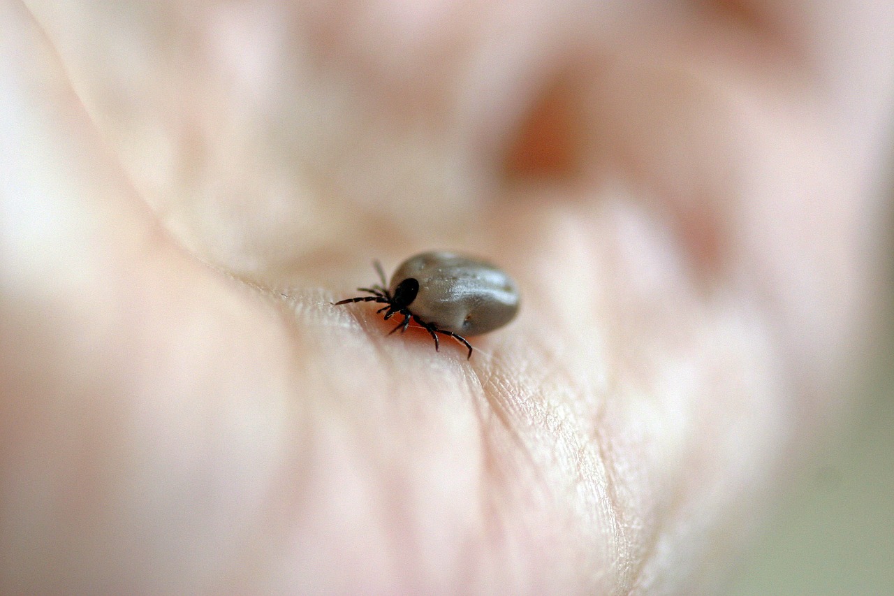 Image - tick wood tick blood sucker hand